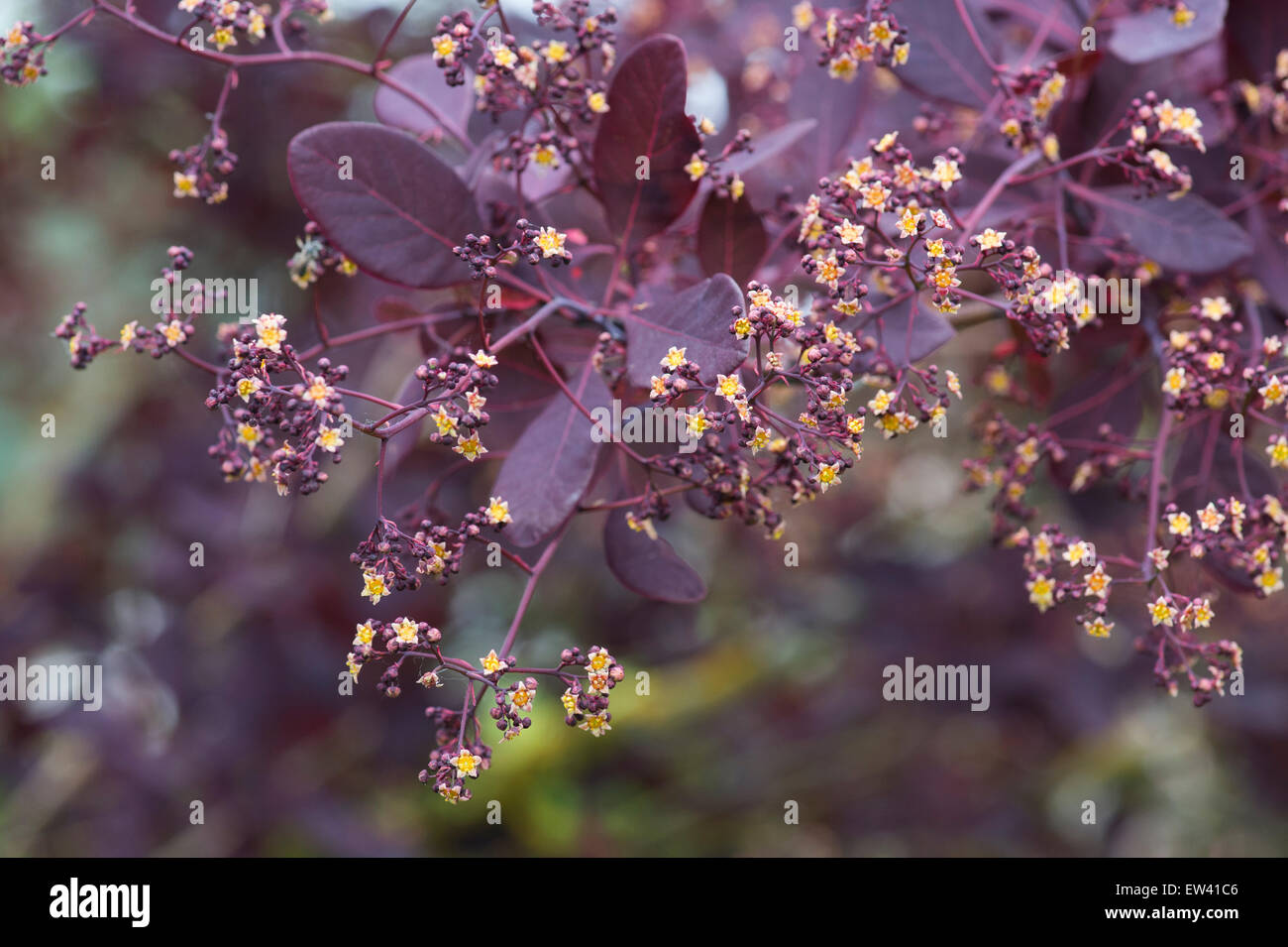 Cotinus coggygria 'Royal Purple'. Fumo fiori di bush Foto Stock