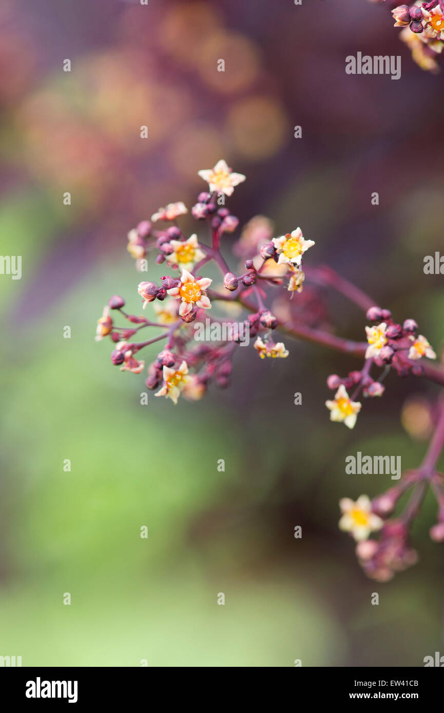 Cotinus coggygria 'Royal Purple'. Fumo fiori di bush Foto Stock