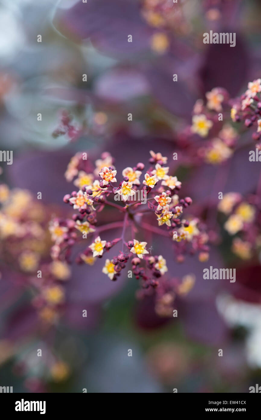 Cotinus coggygria 'Royal Purple'. Fumo fiori di bush Foto Stock