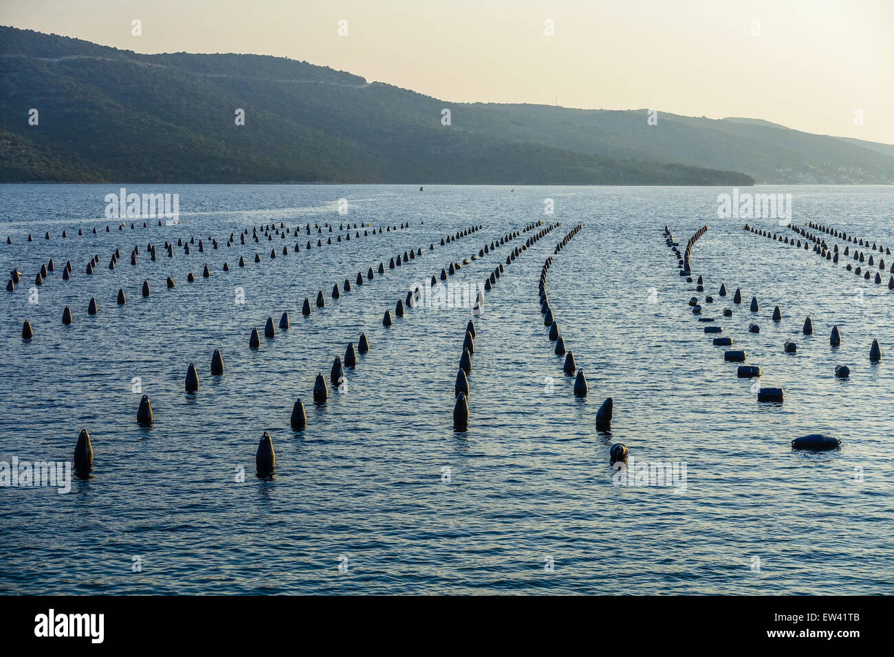 Mitilicoltura nel mare, Dalmazia, Croazia Foto Stock