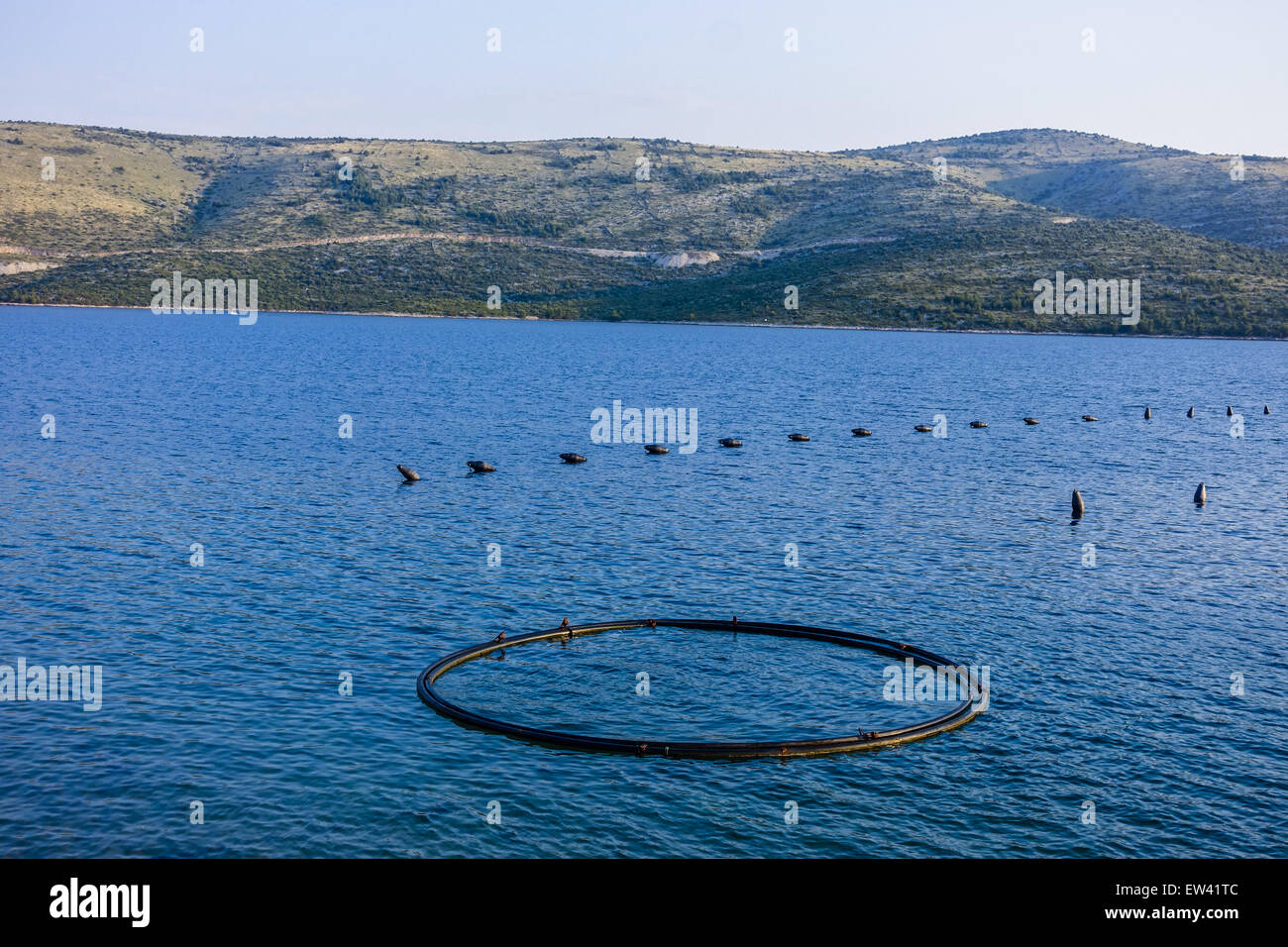 Mitilicoltura nel mare, Dalmazia, Croazia Foto Stock