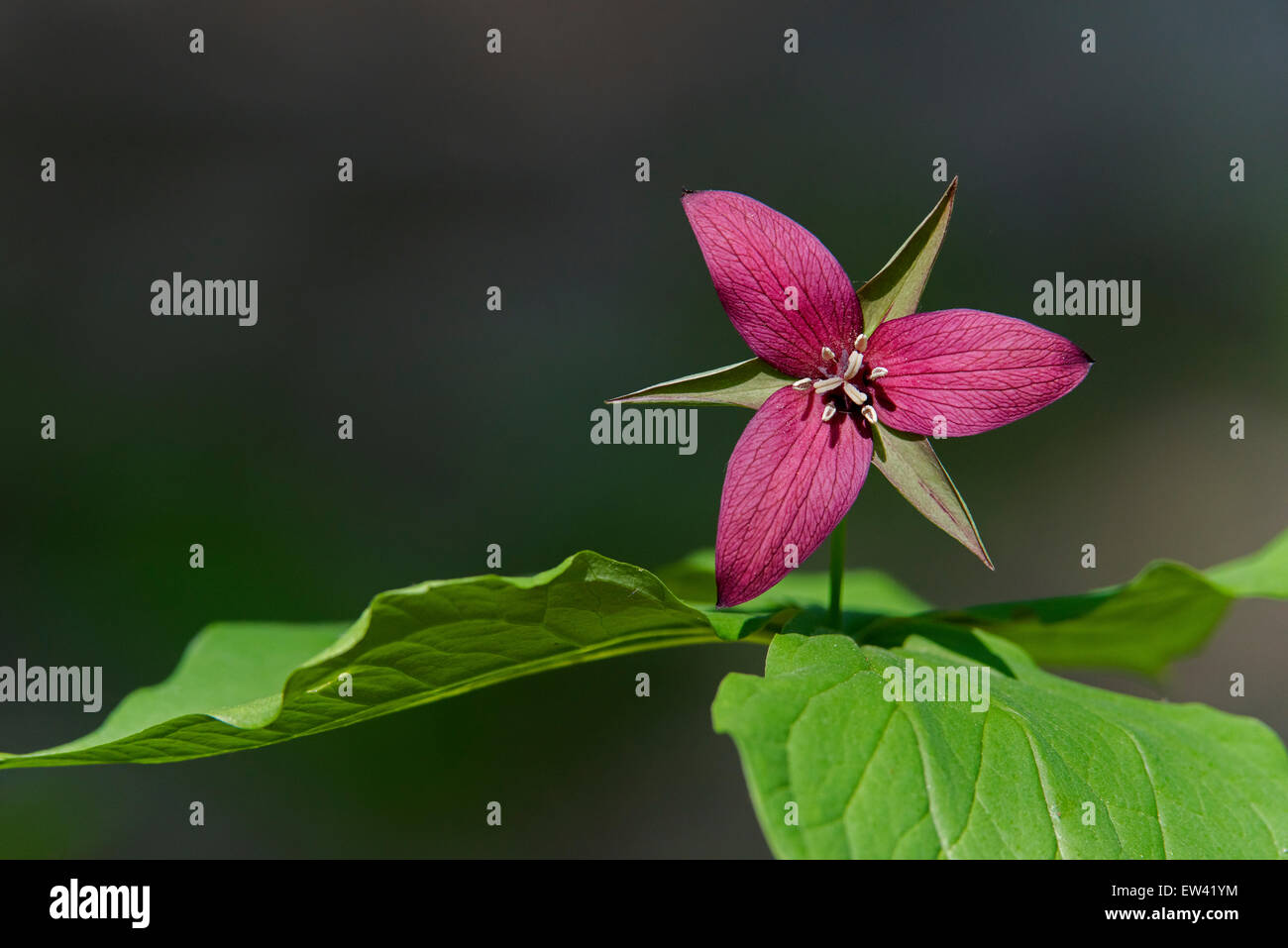 Un Trillium Rosso ( Trillium erectum ) in una tranquilla mattinata primaverile nel Gilbert Lake State Park, nella parte settentrionale dello stato di New York, Stati Uniti. Foto Stock