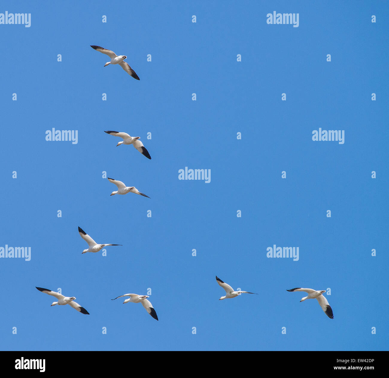 Le oche delle nevi battenti diversi modelli contro un cielo blu scuro. Ft. Boise Wildlife Management Area, Parma, Idaho Foto Stock