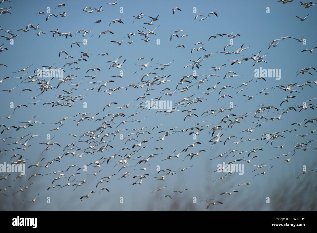 Centinaia di oche delle nevi decollare aganist cielo blu ,Ft.Boise Wildlife Management Area, Parma, Idaho Foto Stock