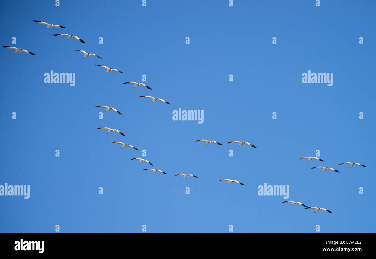 La fauna selvatica, le oche delle nevi battenti diversi modelli contro un cielo blu scuro. Ft. Boise Wildlife Management Area, Parma, Idaho Foto Stock