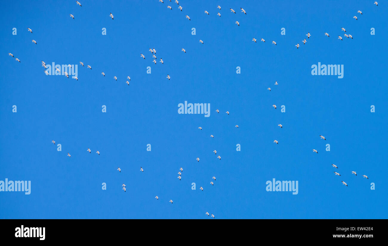 Le oche delle nevi battenti diversi modelli contro un cielo blu scuro. Ft. Boise Wildlife Management Area, Parma, Idaho, Stati Uniti d'America Foto Stock