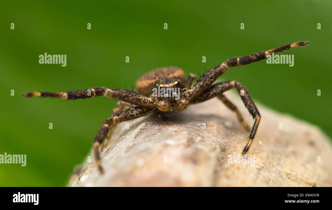 Il ragno aggressivo closeup Foto Stock