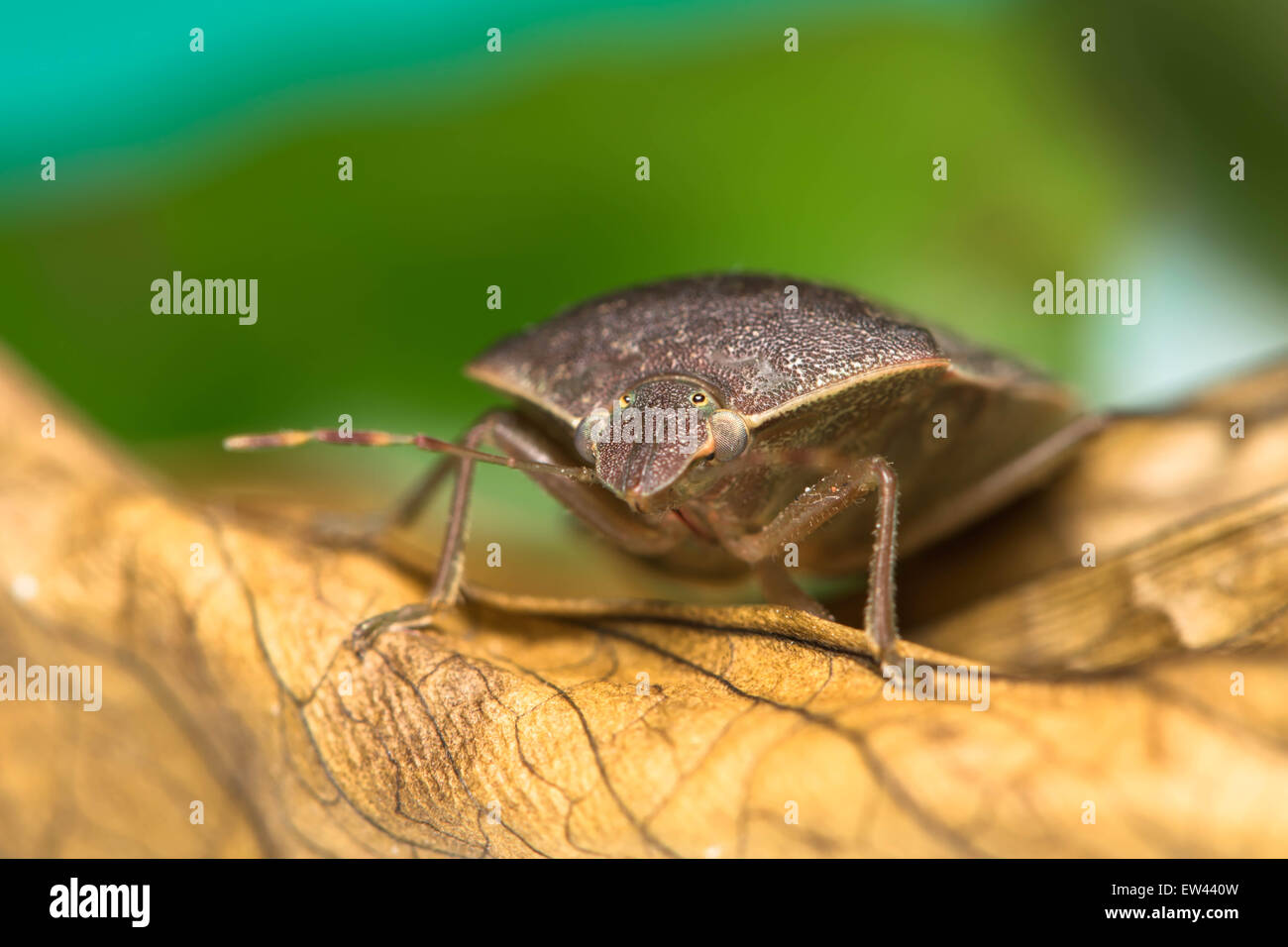 Il fetore bug closeup Foto Stock