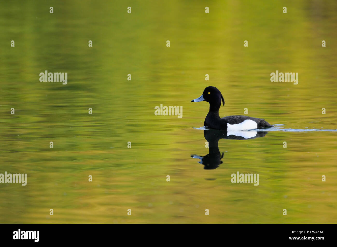 Moretta (Aythya fuligula) nuotare nel lago Foto Stock