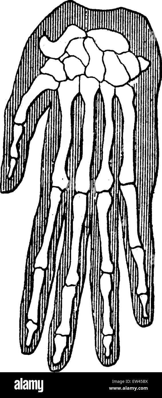 Unità organica e la parentela di esseri, oranghi, vintage illustrazioni incise. Messa a terra prima di uomo - 1886. Illustrazione Vettoriale