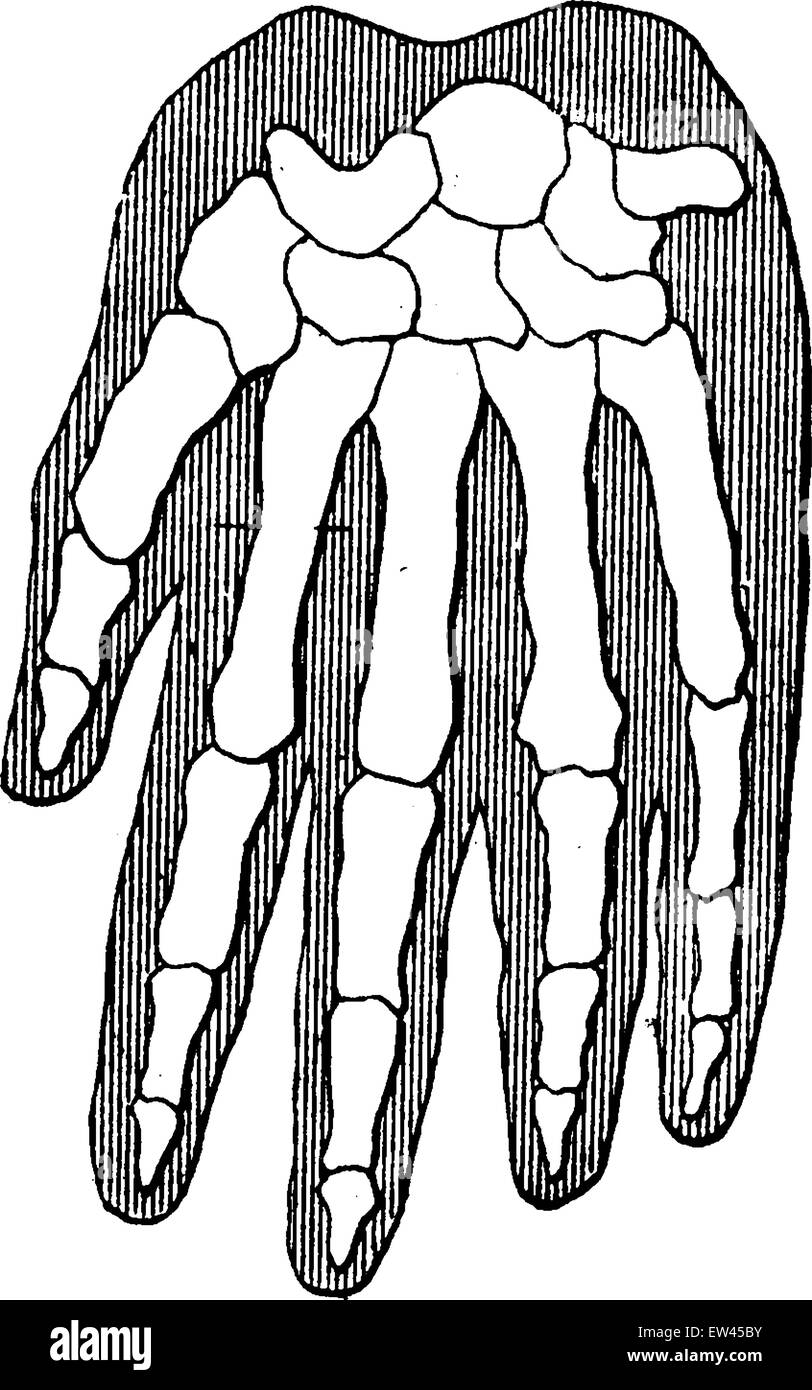 Unità organica e la parentela di esseri umani, gorilla, vintage illustrazioni incise. Messa a terra prima di uomo - 1886. Illustrazione Vettoriale
