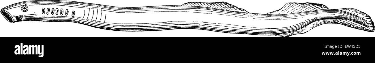 Lampreda rudimentale pesce primitivo, vintage illustrazioni incise. Messa a terra prima di uomo - 1886. Illustrazione Vettoriale