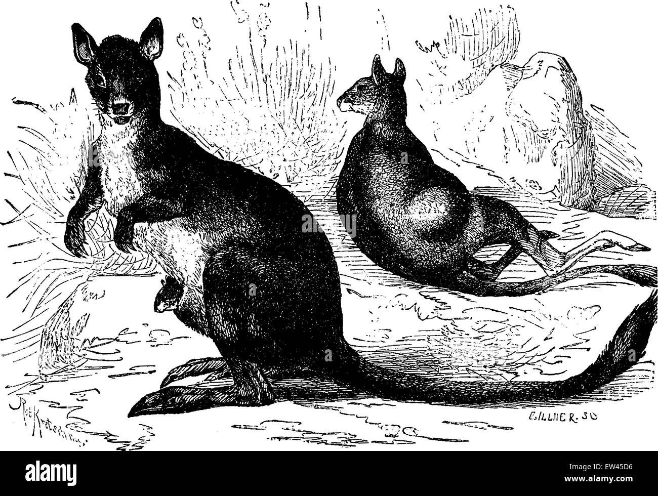 I marsupiali, primi mammiferi, vintage illustrazioni incise. Messa a terra prima di uomo - 1886. Illustrazione Vettoriale