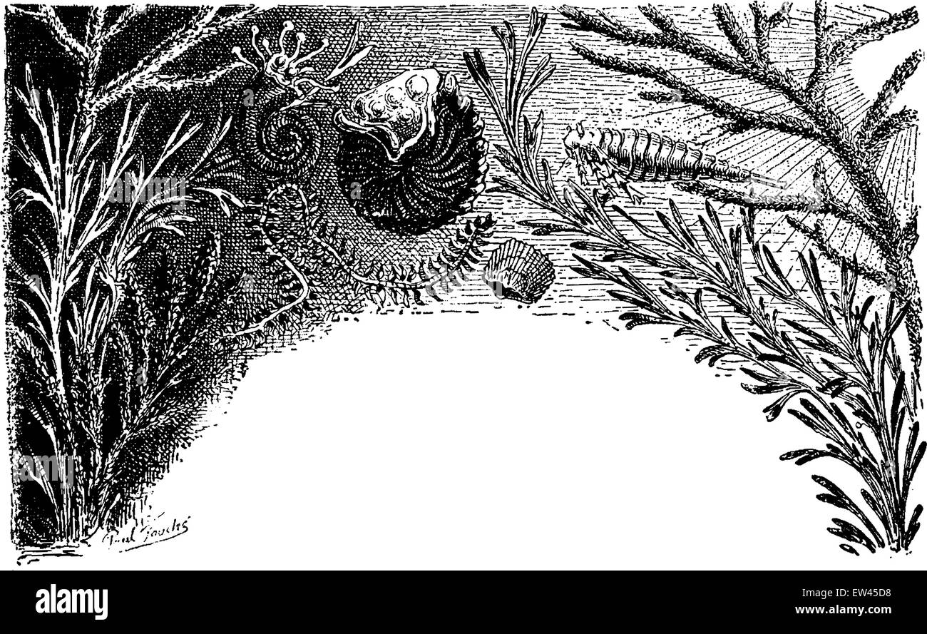 Prima le piante e gli animali prima, vintage illustrazioni incise. Messa a terra prima di uomo - 1886. Illustrazione Vettoriale