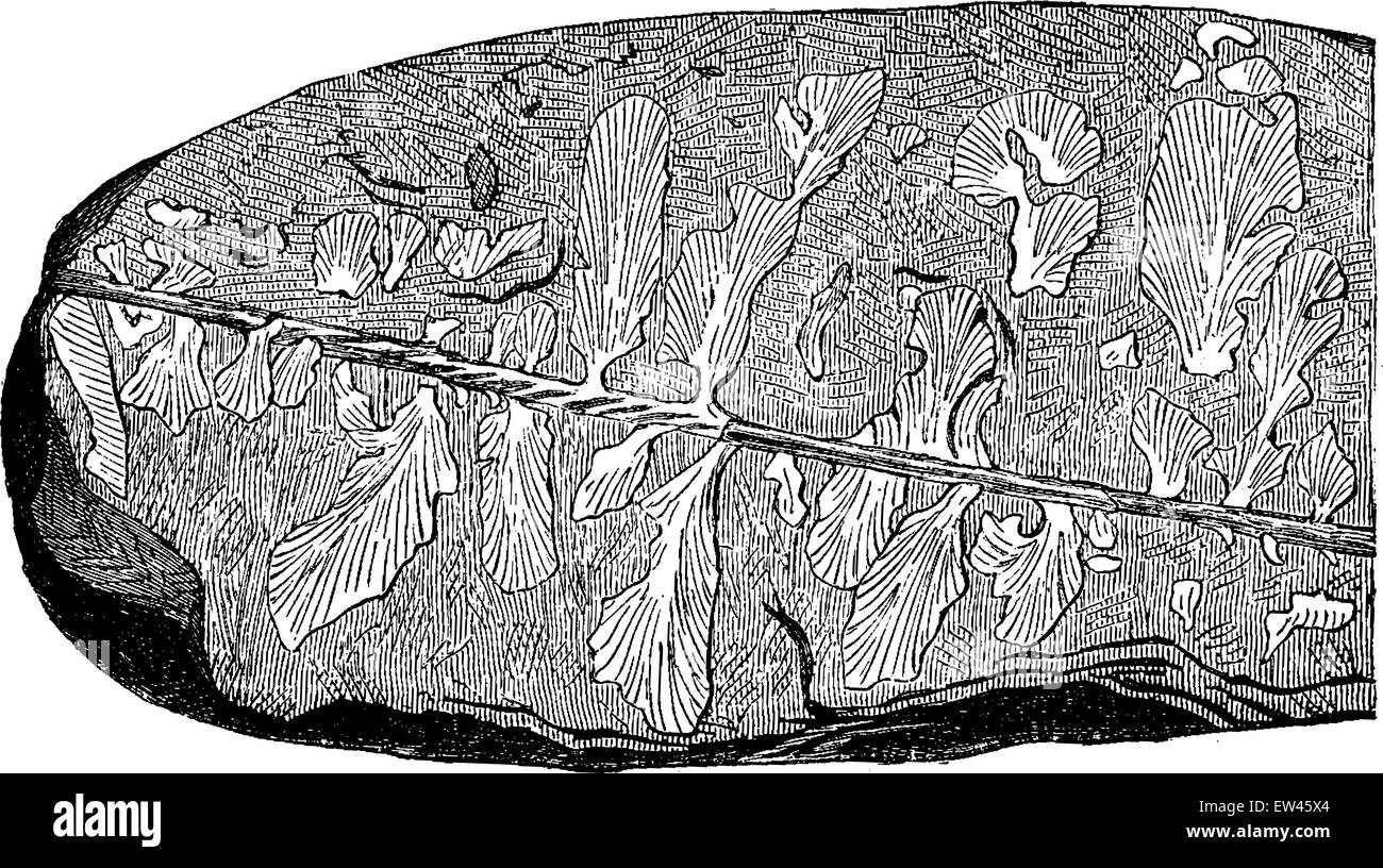 Il più antico noto impianto terrestre. Eopteris Morierei, trovata nel 1878 nel campo Silurian, vintage illustrazioni incise. Messa a terra Illustrazione Vettoriale