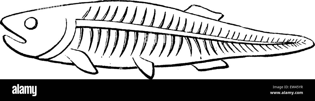 La trasformazione della coda di pesce, vintage illustrazioni incise. Messa a terra prima di uomo - 1886. Illustrazione Vettoriale
