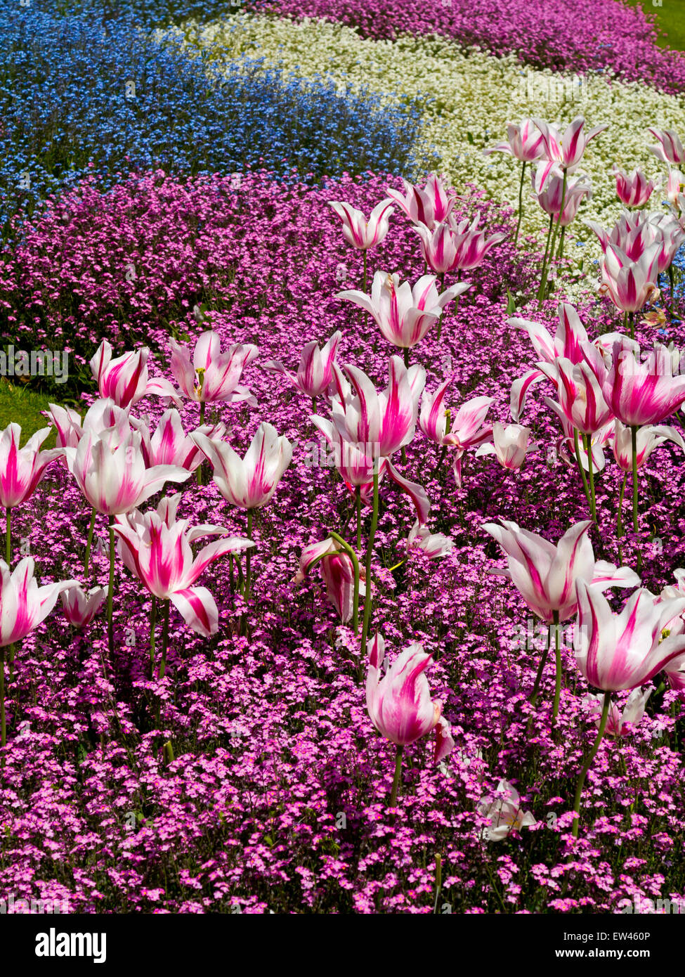 Fiori di Primavera compresi rosa e bianco tulipani in crescita in aiuole di fiori in Queen's Park Loughborough LEICESTERSHIRE REGNO UNITO Inghilterra Foto Stock