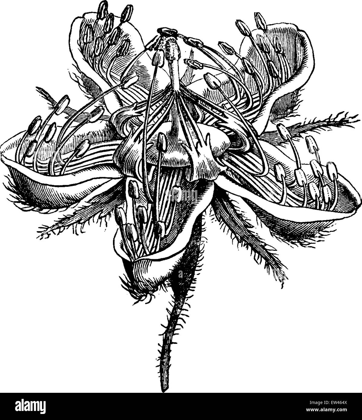 Lateritia Loasa, stami a sopportare lo stigma per la fecondazione, vintage illustrazioni incise. Messa a terra prima di uomo - 1886. Illustrazione Vettoriale