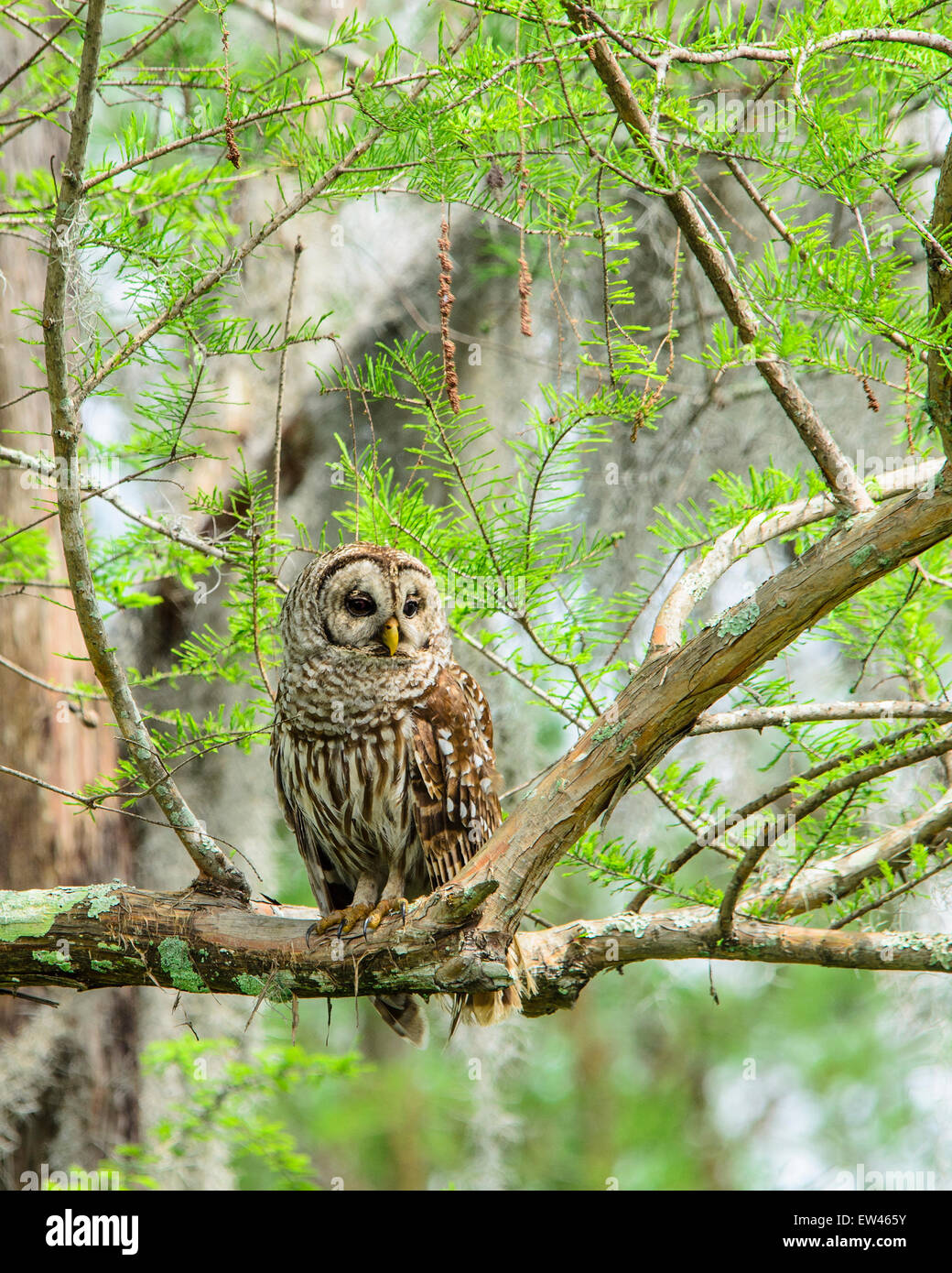 Un gufo sbarrata, Strix varia,in Louisiana Atchefalaya della palude, STATI UNITI D'AMERICA. Foto Stock