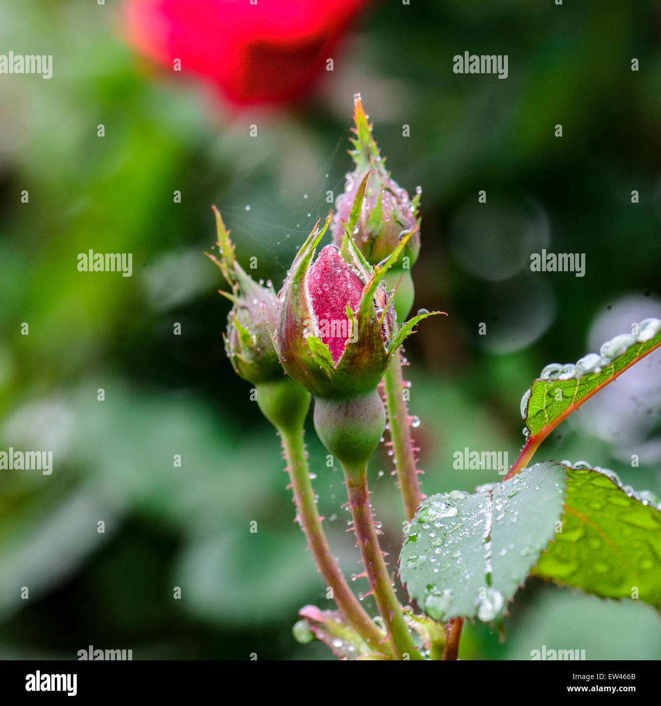 Rosebuds dal cultivar noto come Knockout Rose. Stati Uniti d'America. Foto Stock