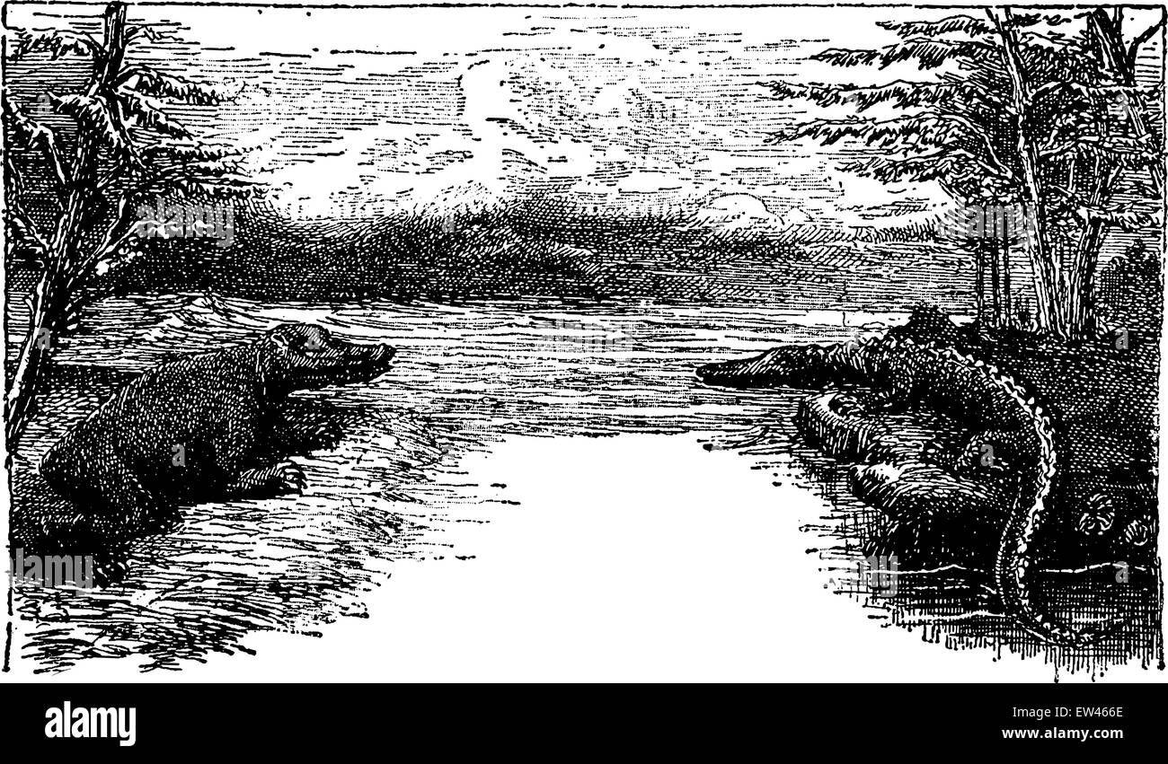 Triassico, vintage illustrazioni incise. Messa a terra prima di uomo - 1886. Illustrazione Vettoriale