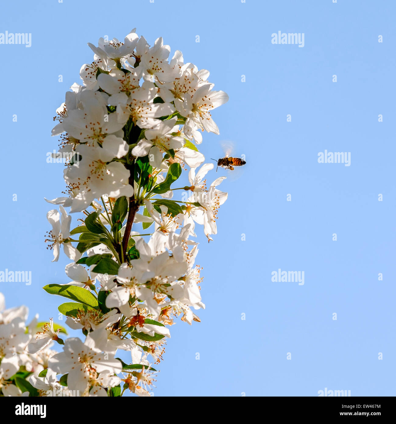 Un'ape, Apis mellifera, vola a un grappolo di fiori su un albero crapabble. Cielo blu, copia dello spazio. Foto Stock