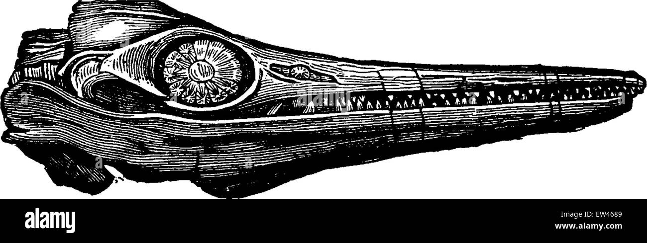 Ichthyosaur testa di fossili, vintage illustrazioni incise. Messa a terra prima di uomo - 1886. Illustrazione Vettoriale