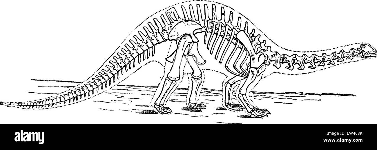Gli animali dal Giurassico, il Brontosaurus (1/25 dimensione di vita), vintage illustrazioni incise. Messa a terra prima di uomo - 1886. Illustrazione Vettoriale