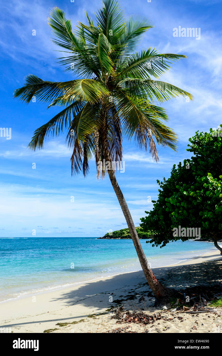Una noce di cocco Palm tree oscilla su una spiaggia sul lato est di St. Croix, U. S. Isole Vergini. Foto Stock
