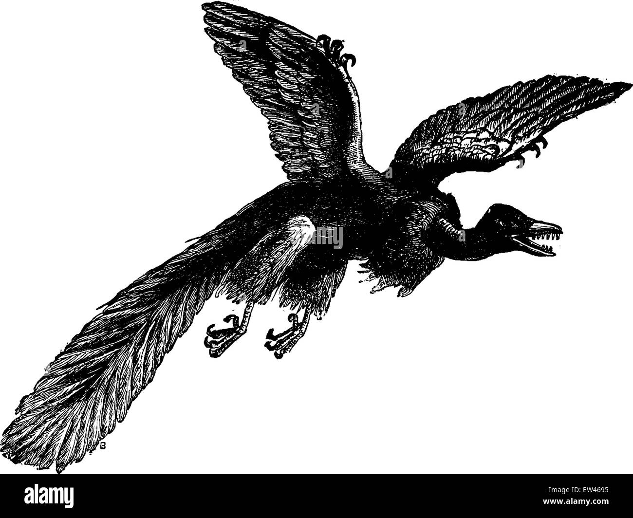Il archeopteryx (più antico uccello fossile scoperto), vintage illustrazioni incise. Messa a terra prima di uomo - 1886. Illustrazione Vettoriale