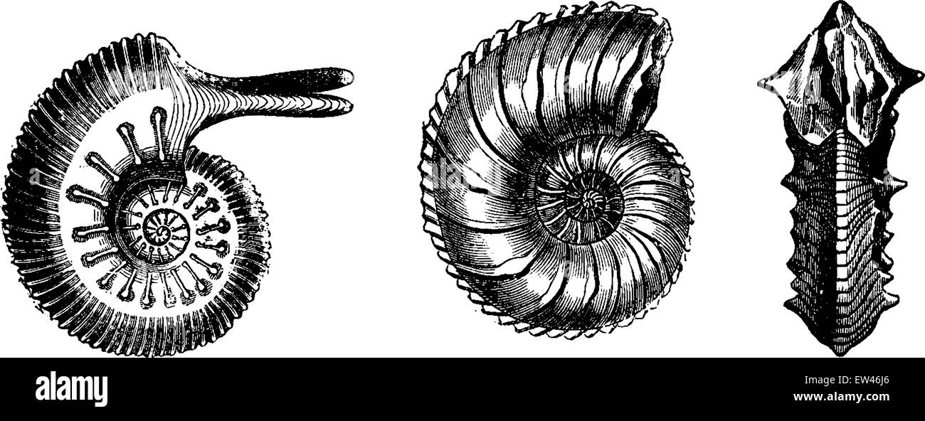 I cefalopodi del Giurassico, vintage illustrazioni incise. Messa a terra prima di uomo - 1886. Illustrazione Vettoriale
