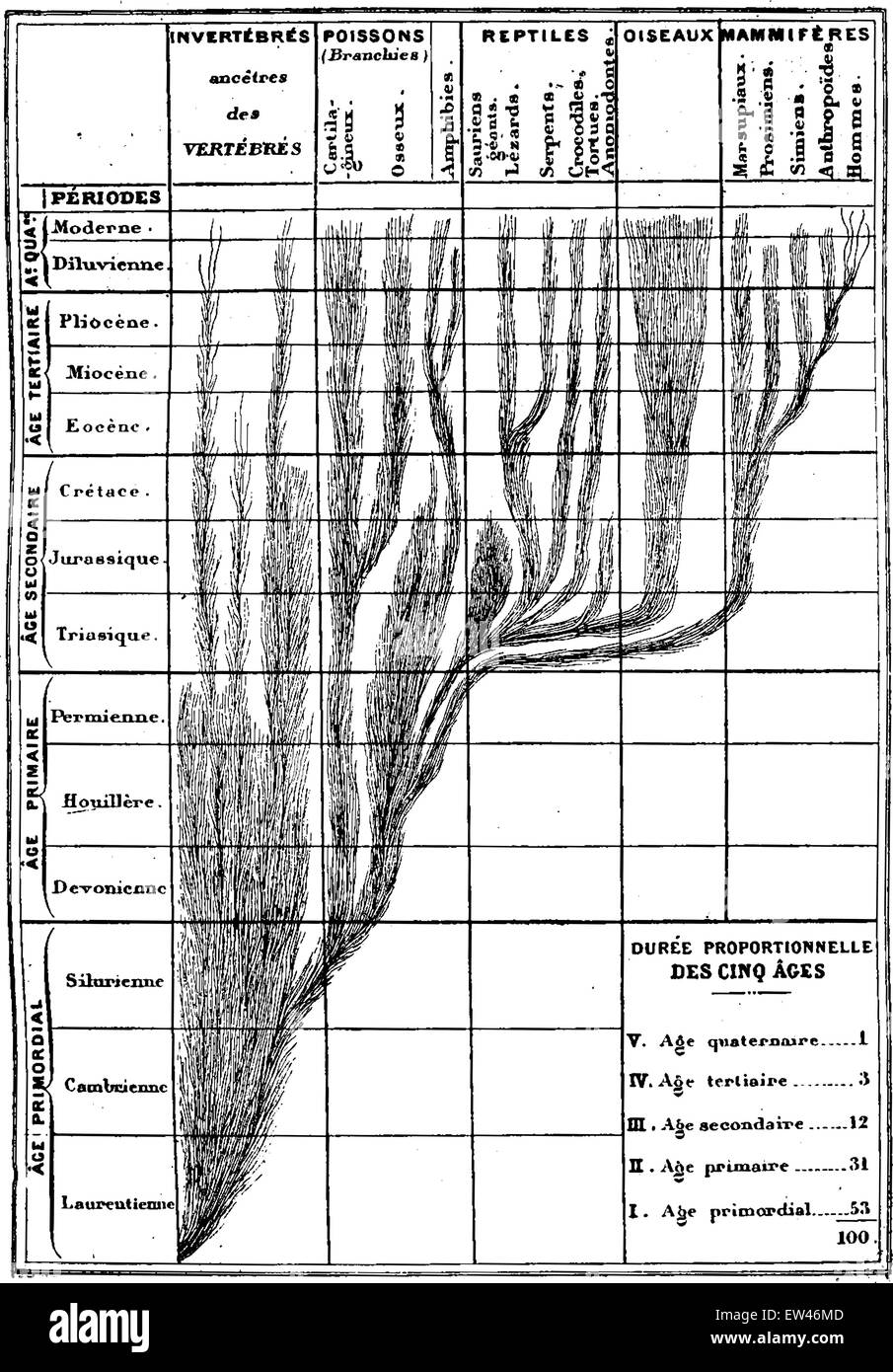 Corrispondenza tra lo sviluppo dell'animale e la successione delle epoche geologiche, vintage illustrazioni incise. Orecchio Illustrazione Vettoriale