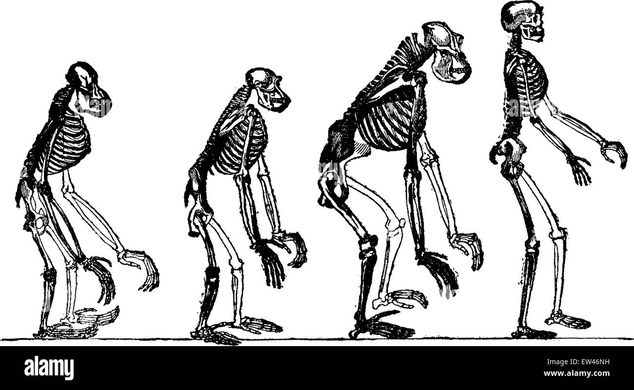 Rispetto scheletri degli Oranghi, scimpanzé, gorilla e uomo, vintage illustrazioni incise. Messa a terra prima di uomo - 1886. Illustrazione Vettoriale