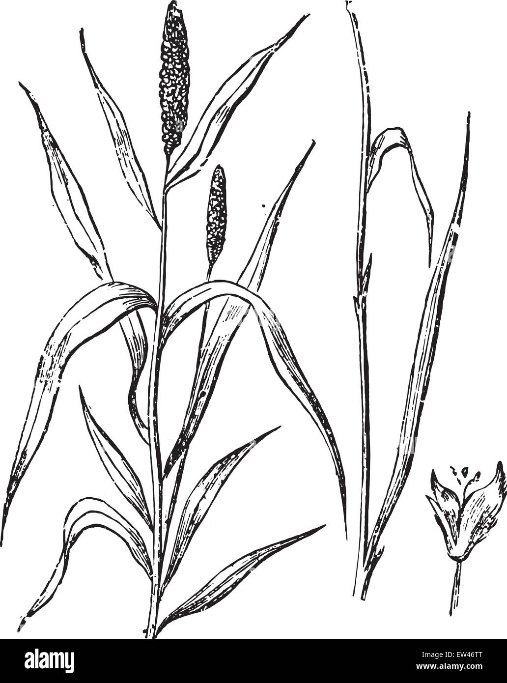 Timothy o flagello di grano, vintage illustrazioni incise. Illustrazione Vettoriale
