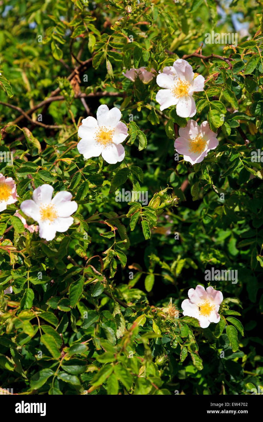 Selvatica rosa canina Rosa canina in fiore Foto Stock