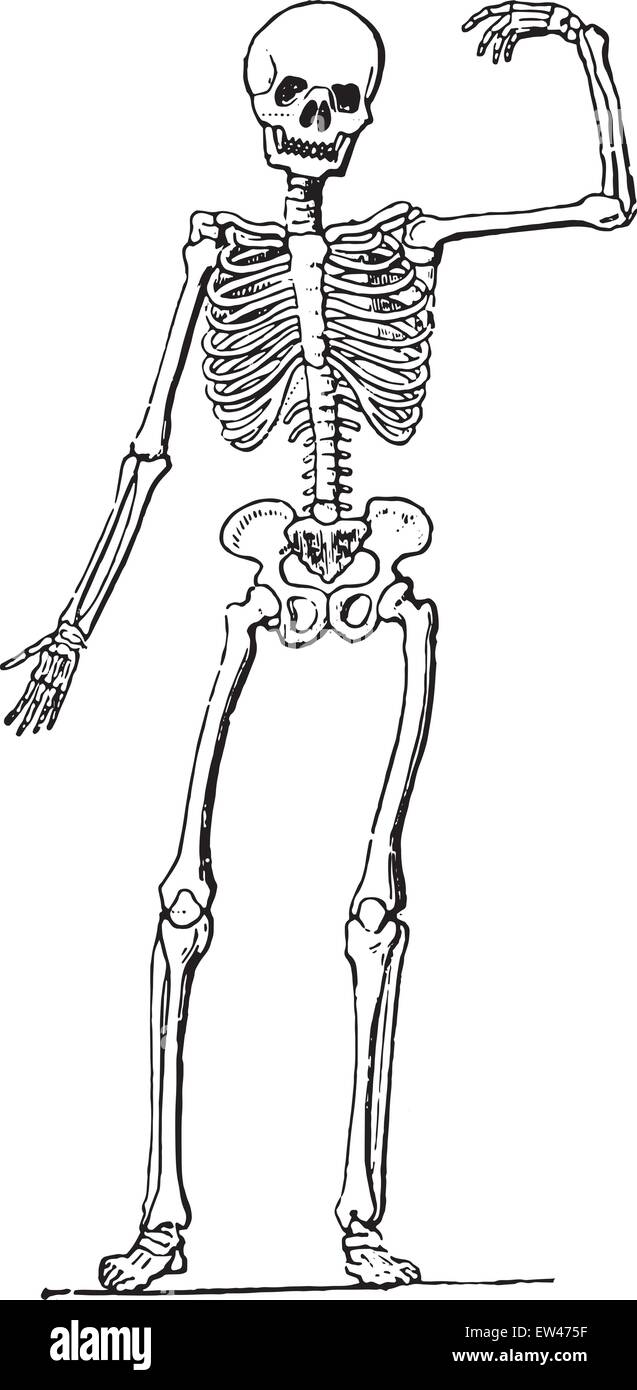 Anatomia umana (scheletro), vintage illustrazioni incise. Illustrazione Vettoriale