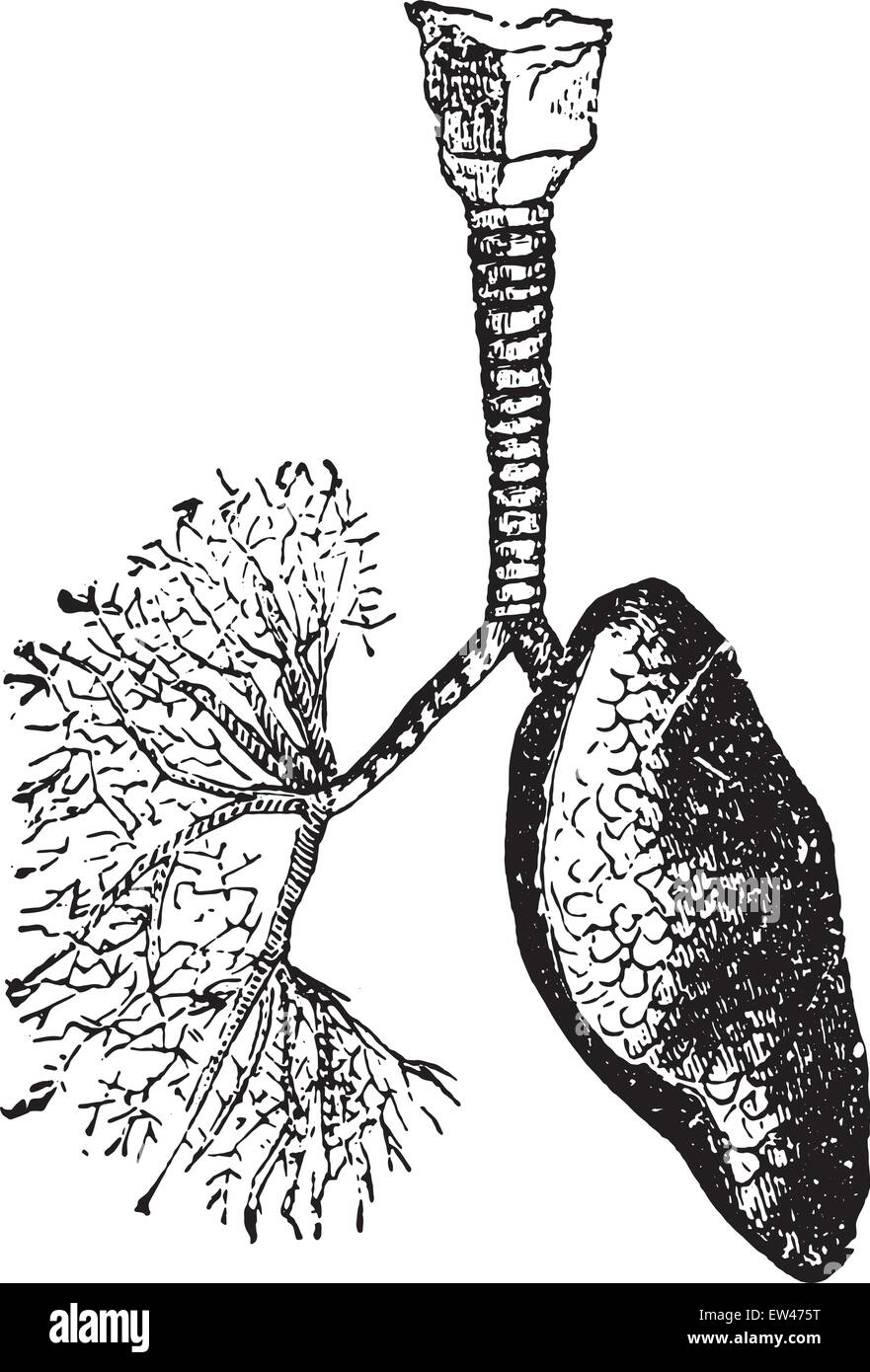 Della trachea e dei bronchi che portano aria ai polmoni, vintage illustrazioni incise. Illustrazione Vettoriale
