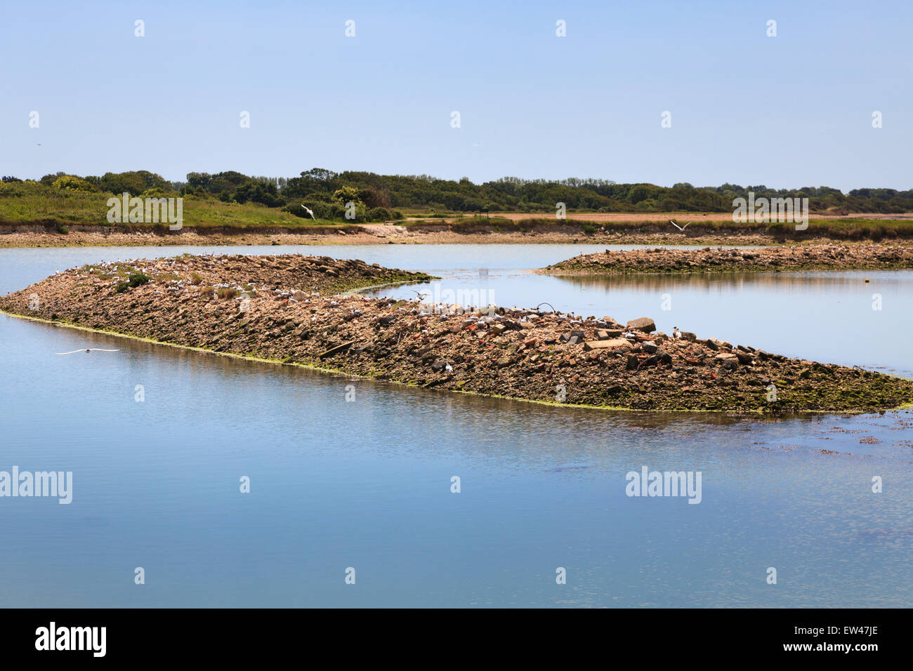 Hayling Island in disuso vecchia di ostriche ora un trampolieri e wildfowl santuario. Foto Stock