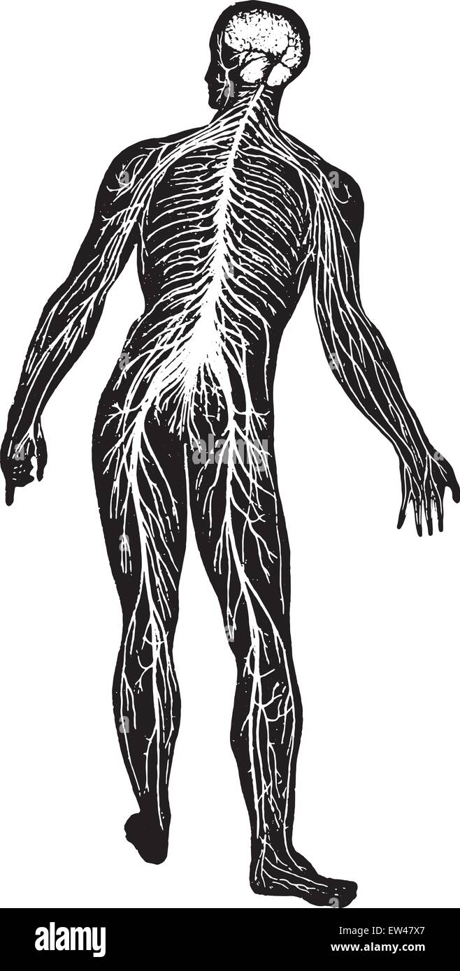 Il sistema nervoso, vintage illustrazioni incise. Illustrazione Vettoriale