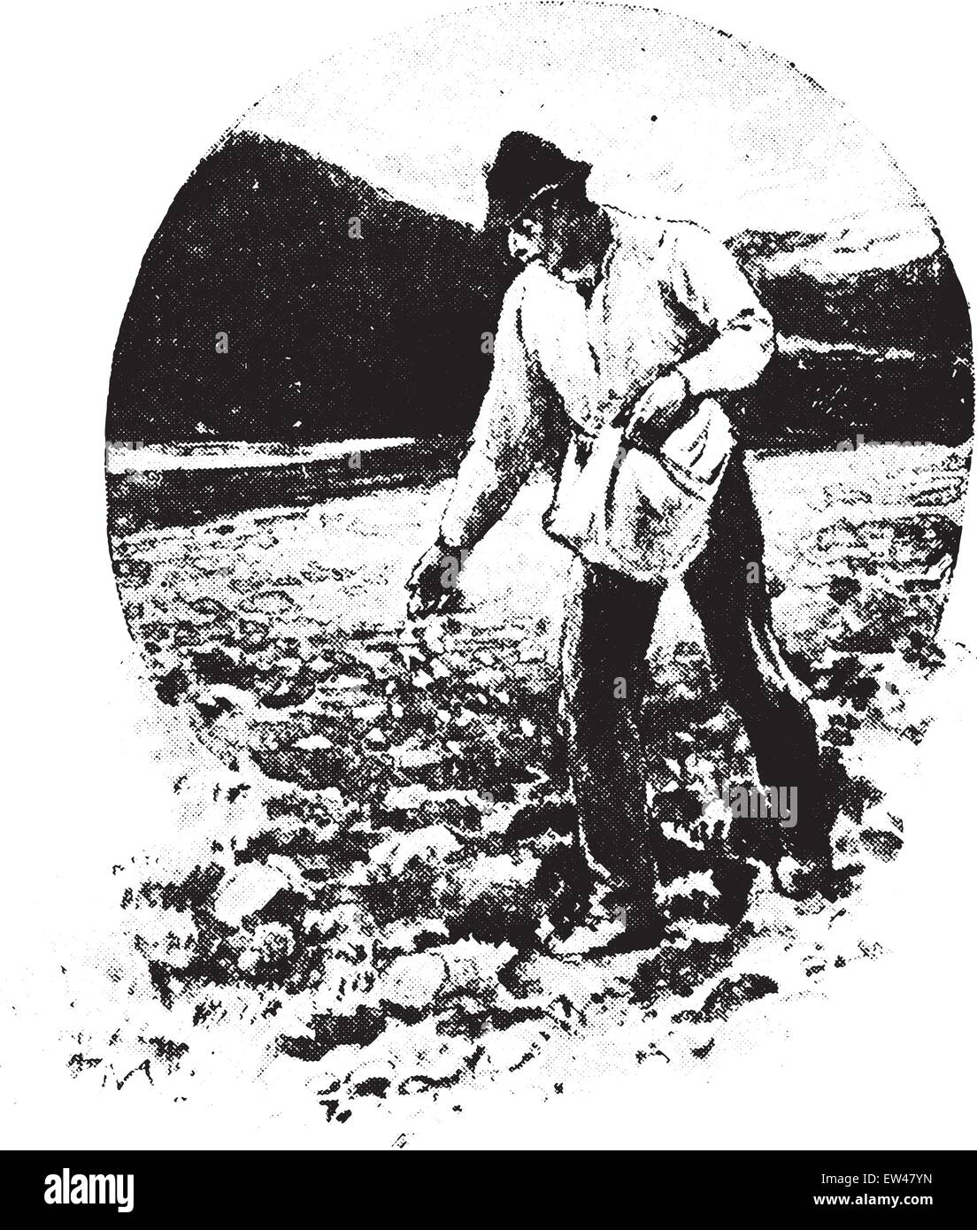 La vita li fa crescere dal seme alla pianta, vintage illustrazioni incise. Illustrazione Vettoriale