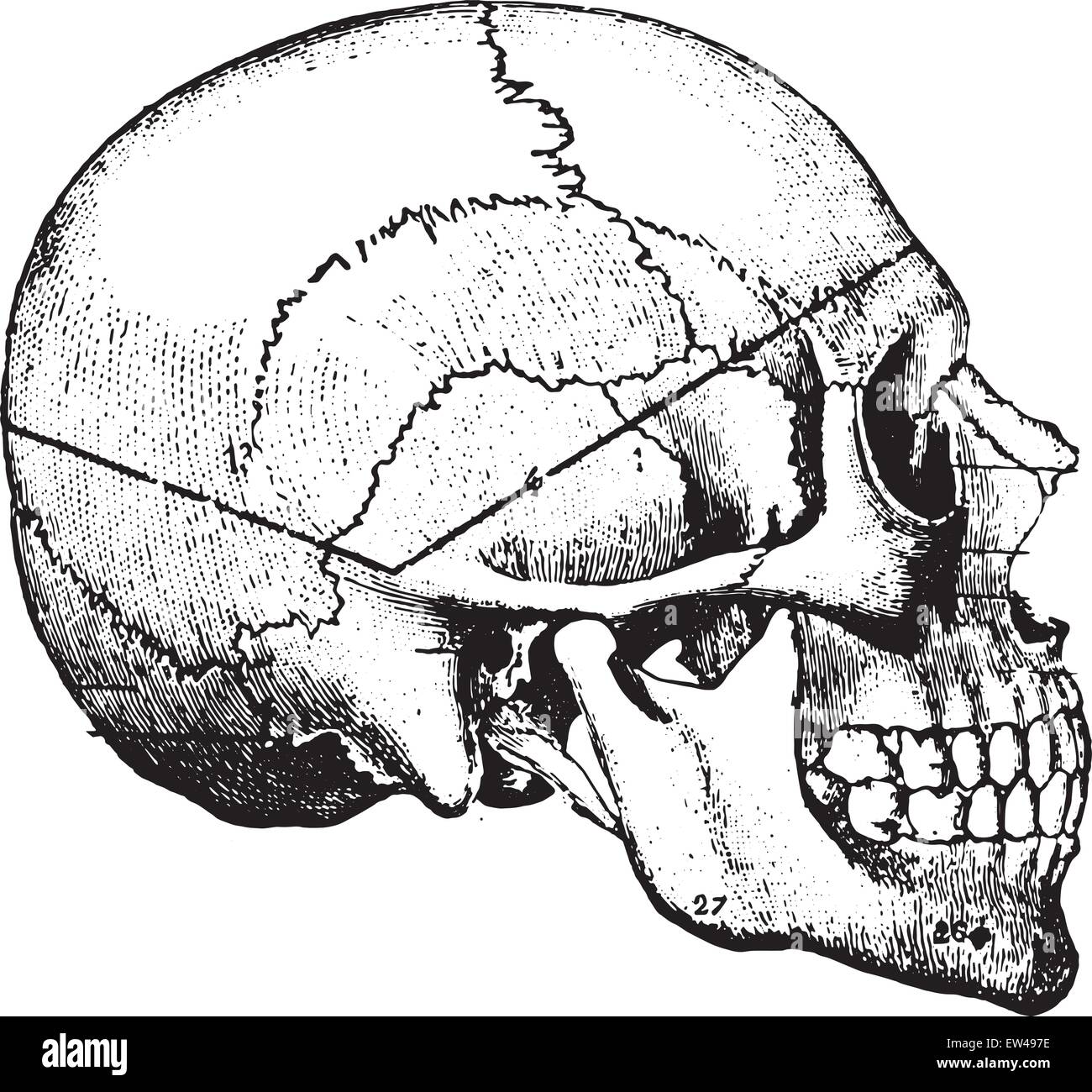 Linea pesante indicando corso preso dalla sega-cut nel cosiddetto undertaker il suo metodo, vintage illustrazioni incise. Illustrazione Vettoriale