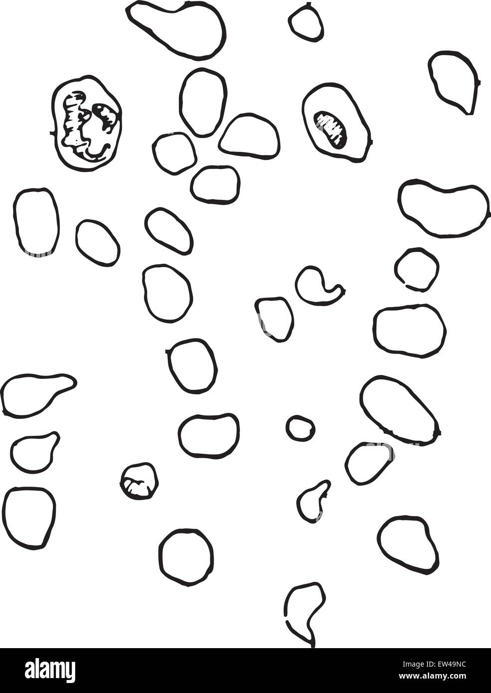 Rappresentazione schematica di diverse forme e dimensioni delle cellule rosse, vintage illustrazioni incise. Illustrazione Vettoriale