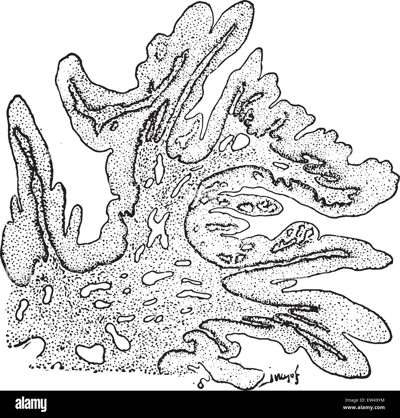 Papilloma con tendenza alla formazione di villosi, vintage illustrazioni incise. Illustrazione Vettoriale