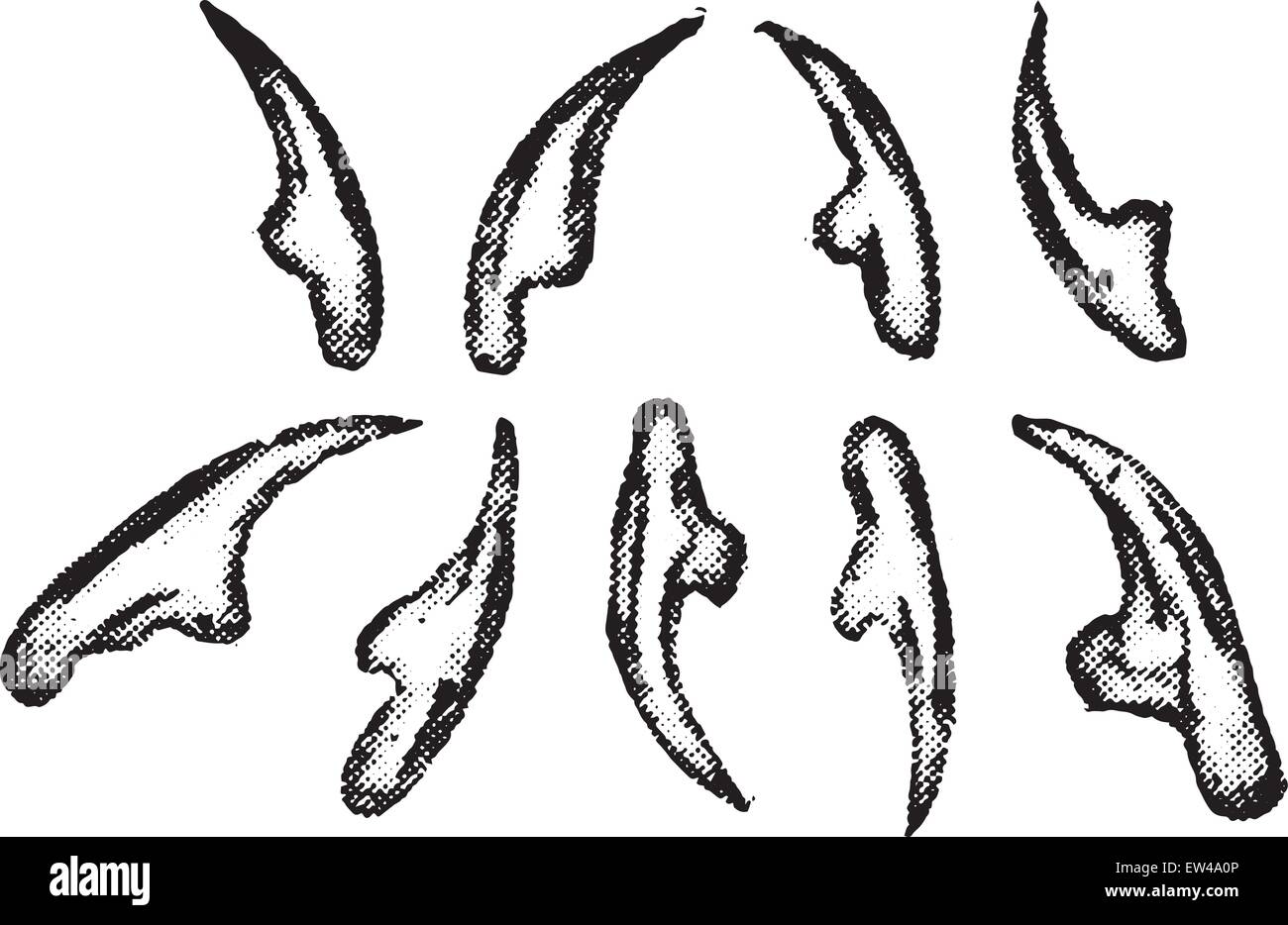 Echinococcus hooklets, vintage illustrazioni incise. Illustrazione Vettoriale
