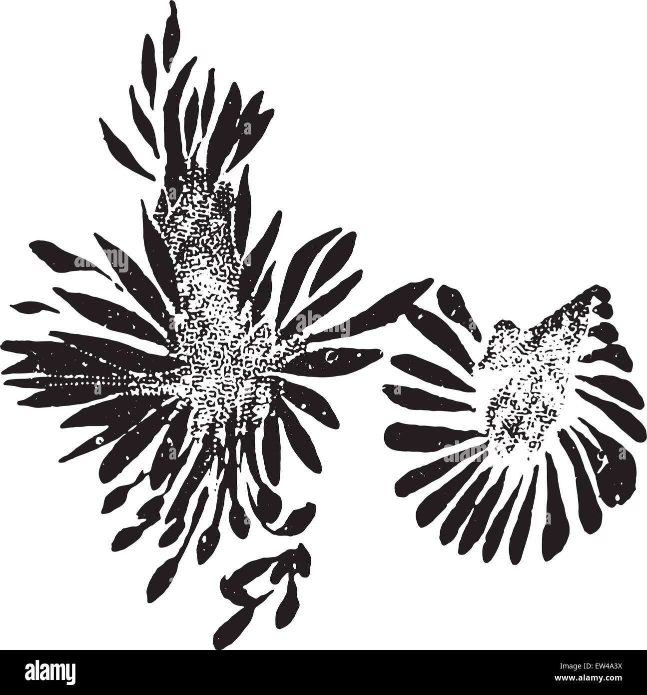 Actinomyces proveniente da bovini actinomycosis, vintage illustrazioni incise. Illustrazione Vettoriale