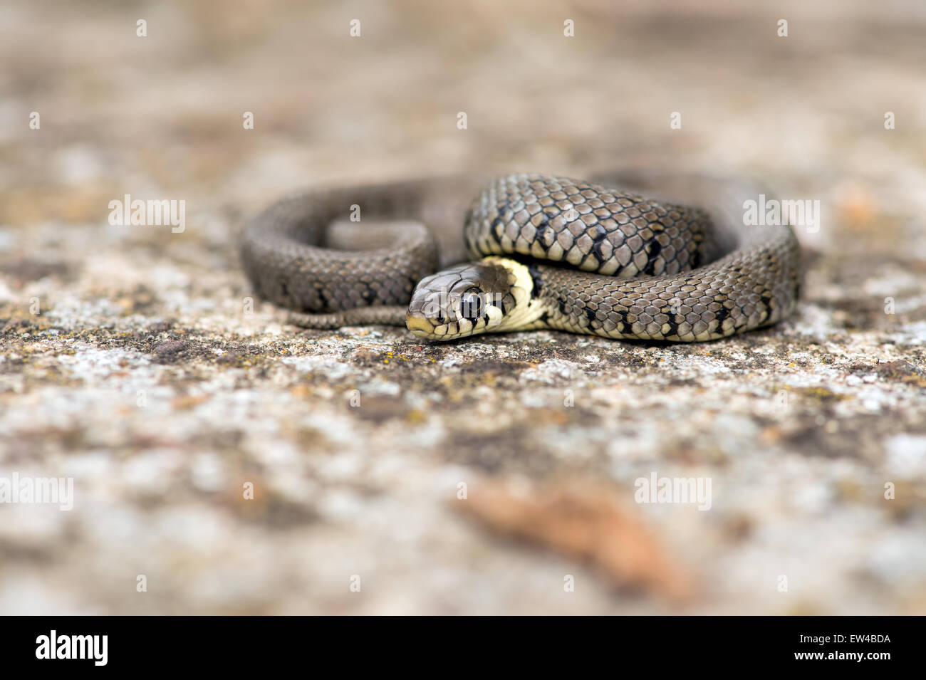 Biscia dal collare (natrix natrix) Foto Stock