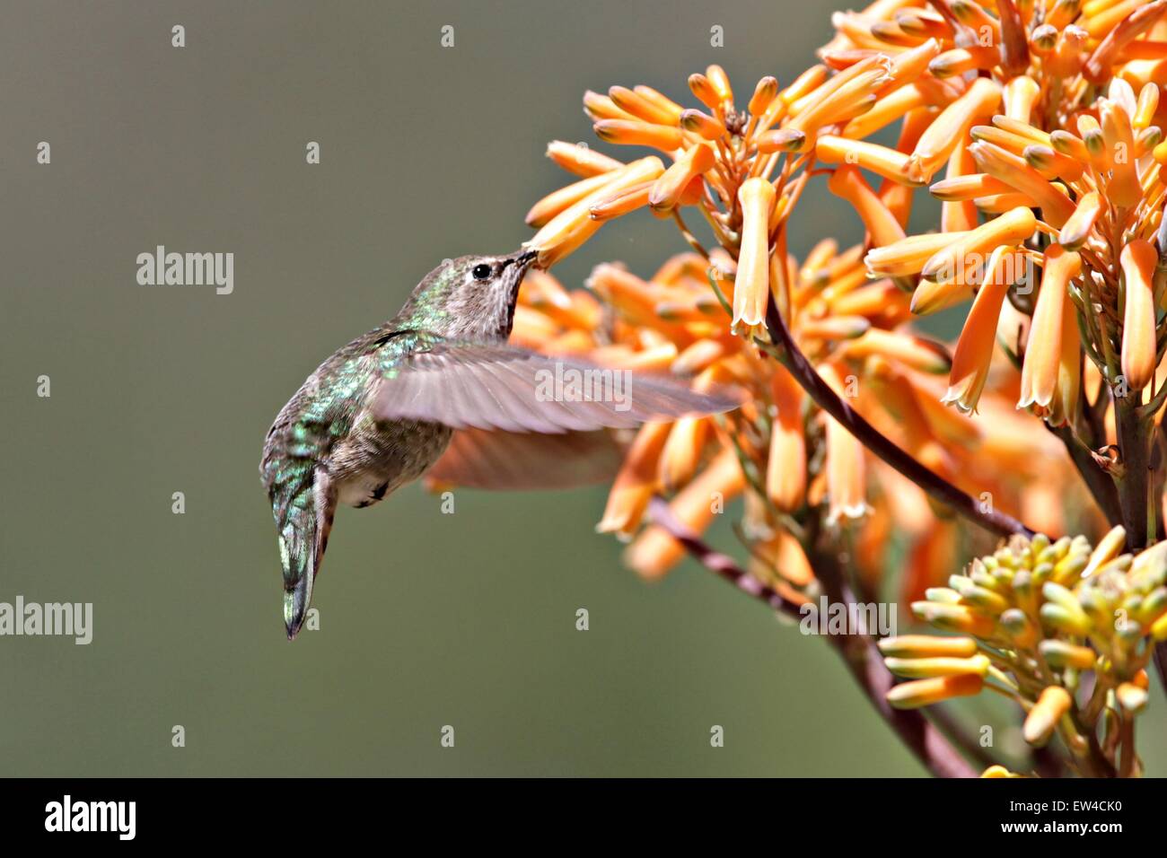 Hummingbird alimentazione Foto Stock