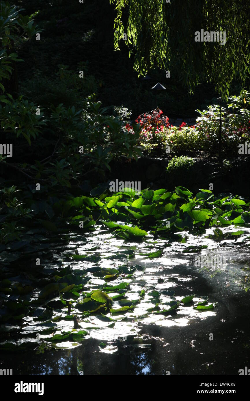 illuminata dal sole stagno Foto Stock