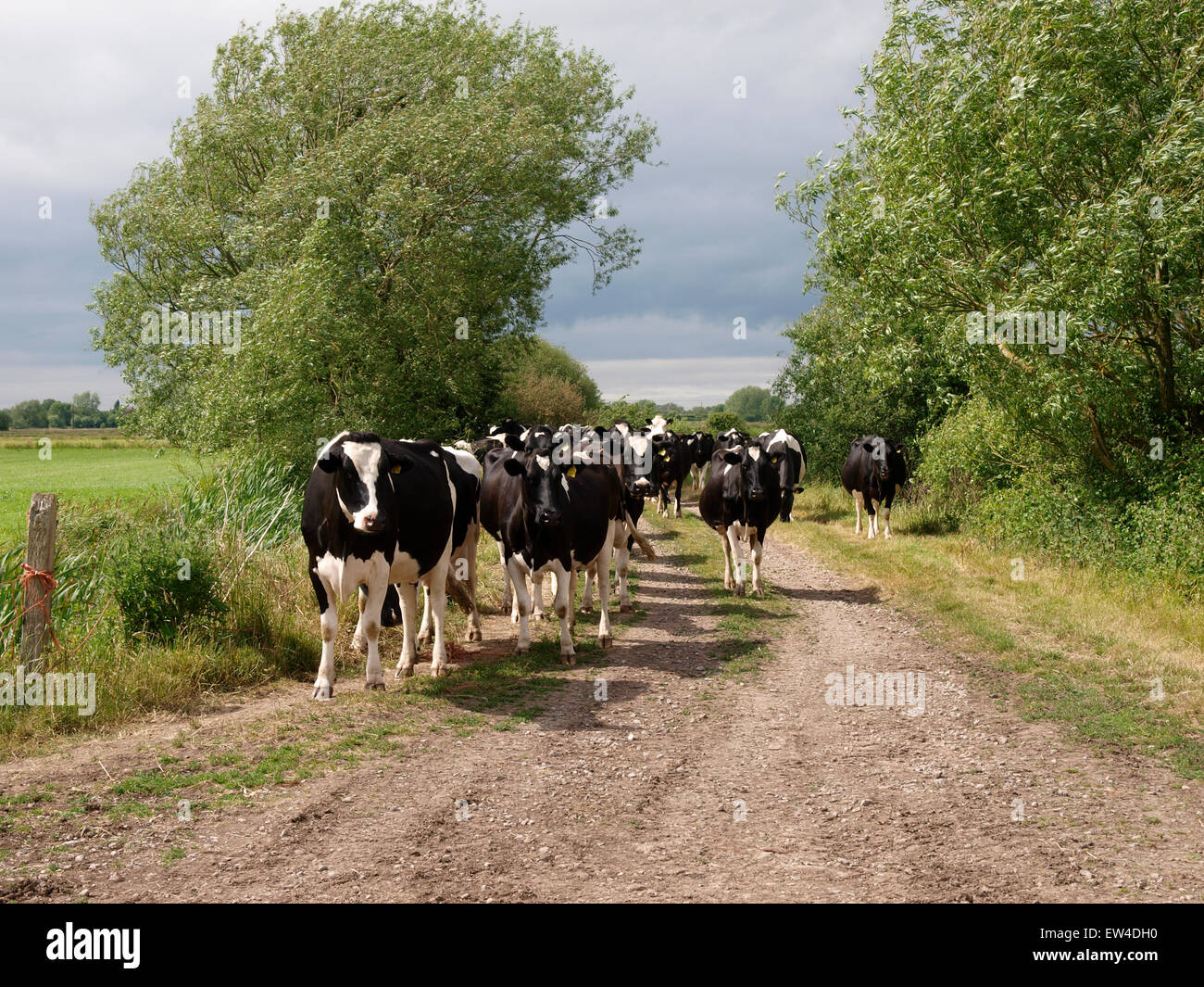 Allevamento di vacche da latte che viene spostato lungo una pista sui livelli di Somerset, Regno Unito Foto Stock