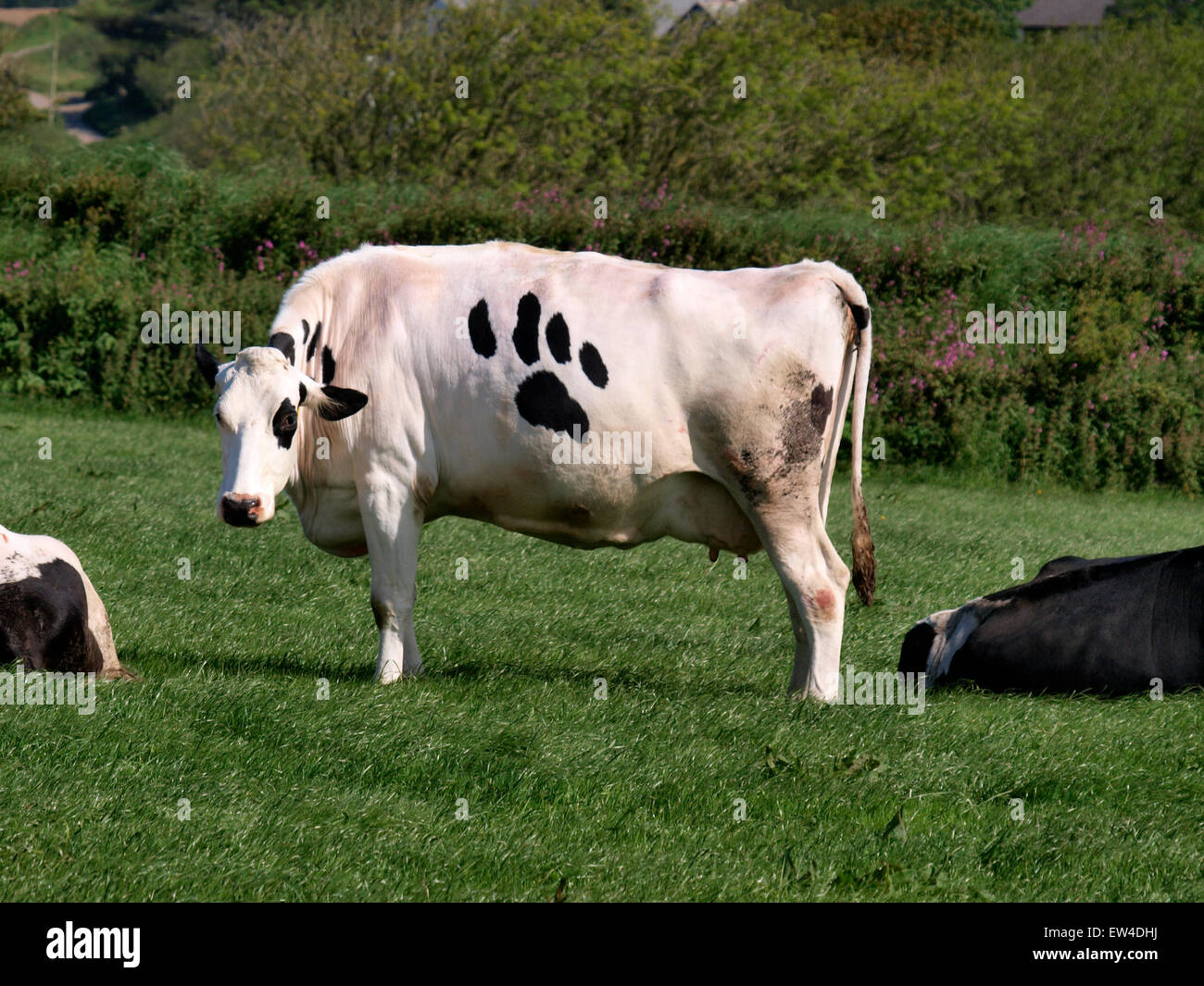 Mucca con quello che appare come un cartoon dog paw print sul suo lato, Devon, Regno Unito Foto Stock